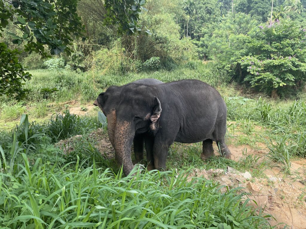 elephant freedom project sri lanka