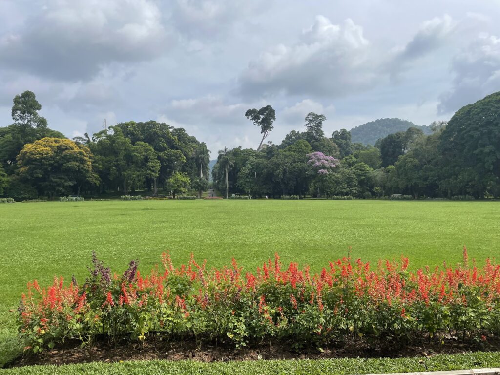 królewski ogród botaniczny sri lanka kandy